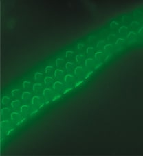 不使用光学切片拍摄